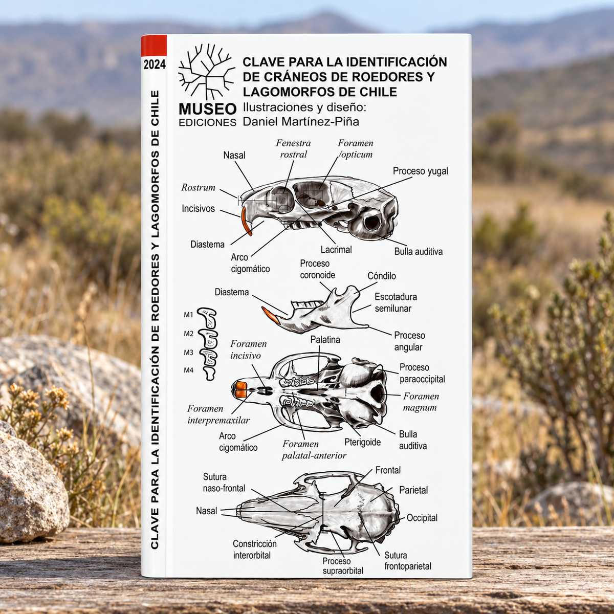 GUIA DE BOLSILLO - CLAVES PARA LA IDENTIFICACION DE CRANEOS DE ROEDORES Y LAGOMORFOS DE CHILE