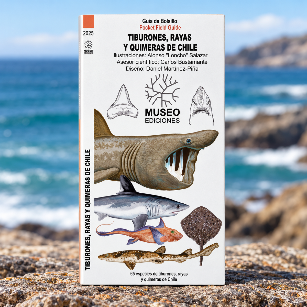 GUIA DE BOLSILLO - TIBURONES, RAYAS Y QUIMERAS DE CHILE