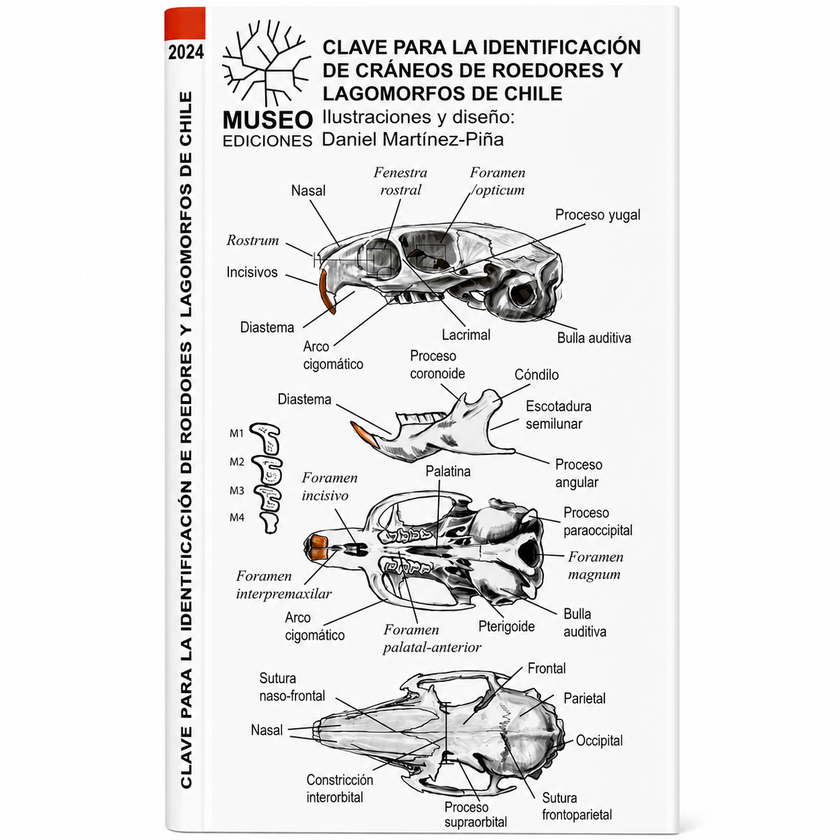 GUIA DE BOLSILLO - CLAVES PARA LA IDENTIFICACION DE CRANEOS DE ROEDORES Y LAGOMORFOS DE CHILE