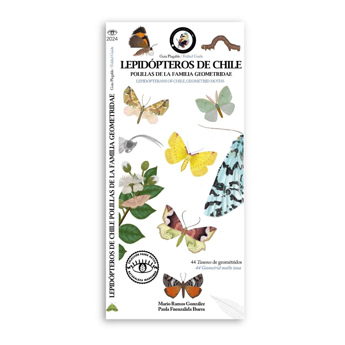 GUIA DE BOLSILLO - LEPIDÓPTEROS - FAMILIA GEOMETRIDAE