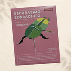 INSECTOS ARMABLES - ESCARABAJO BORRACHITO MORADO Y TURQUESA